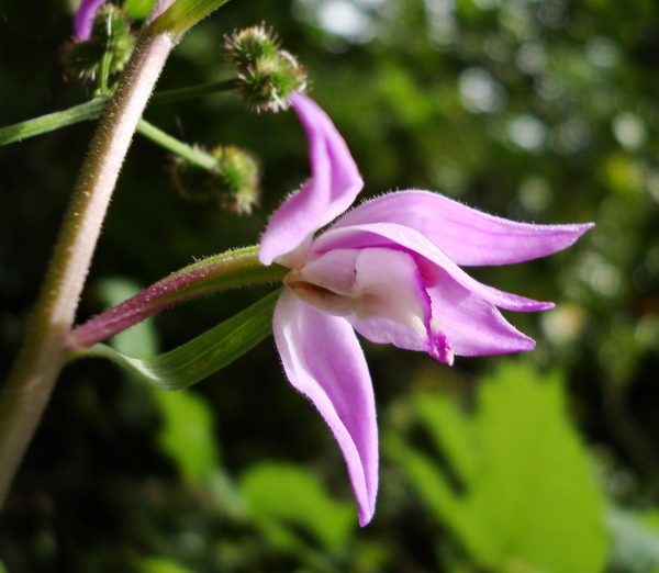 cephalanthera rubra